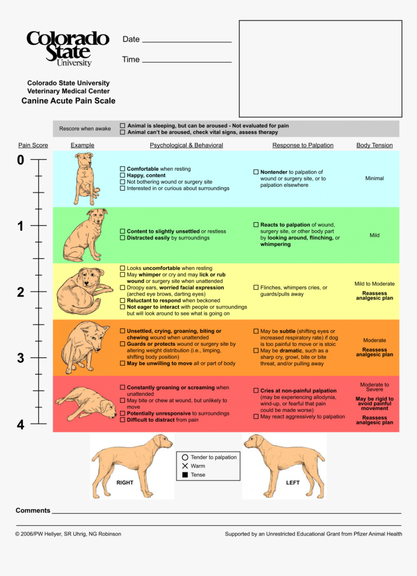 Pain Score Dog, HD Png Download, Free Download