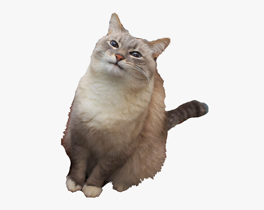 Clip Art Pancake Imgur Transprent Png - Blini Cat Transparent, Png Download, Free Download