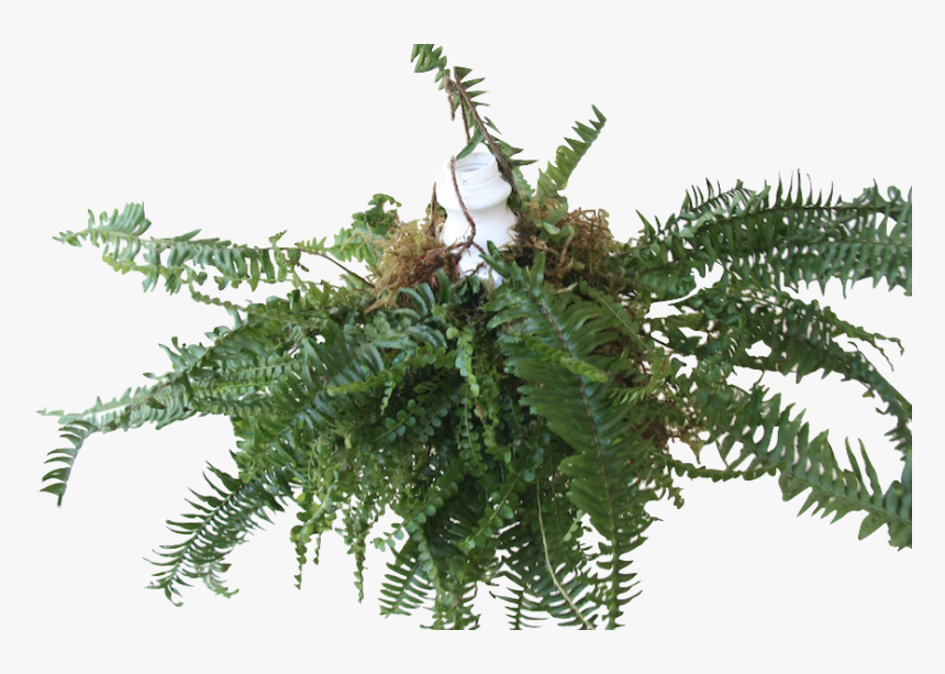 Fern - Fern Transparent, HD Png Download, Free Download