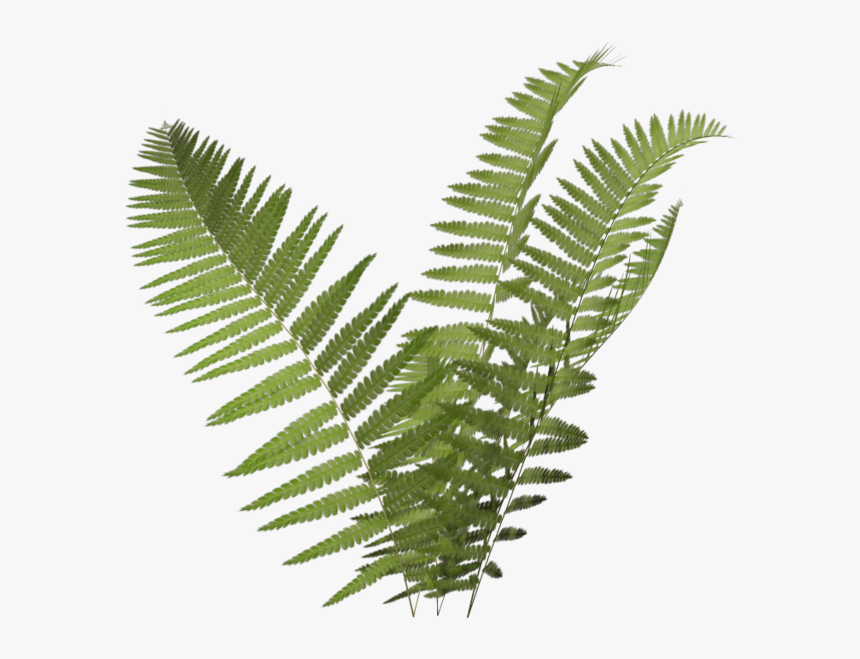 Fern Icon Png - Transparent Background Fern Png Transparent, Png Download, Free Download