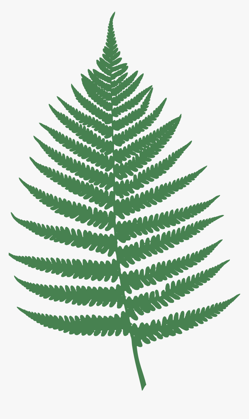 Ferns In Png - Fern Clipart, Transparent Png, Free Download