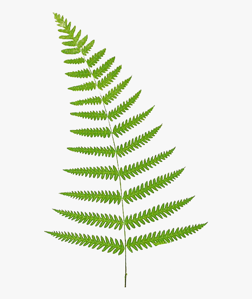 Fern - Fern Leaf Vector Png, Transparent Png, Free Download