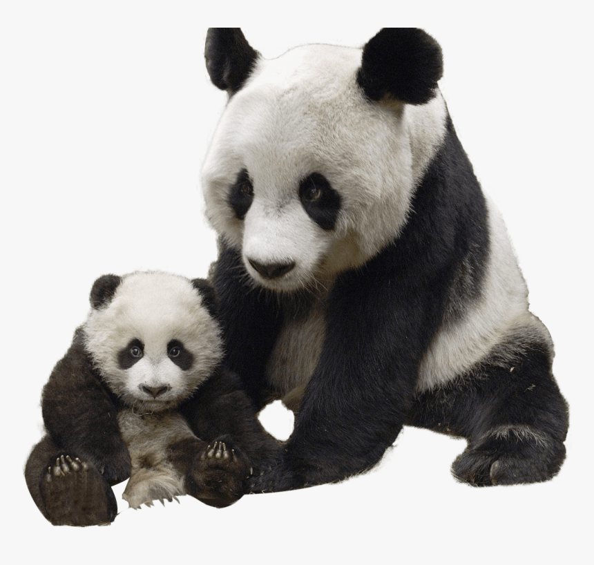 Panda And Baby - Happy Birthday Baby Panda, HD Png Download, Free Download