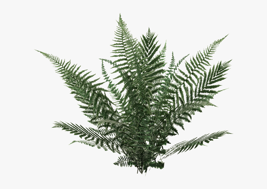 Yellow Fir,plant,terrestrial Plant,vascular Plant,tree,ferns - Ferns Png, Transparent Png, Free Download