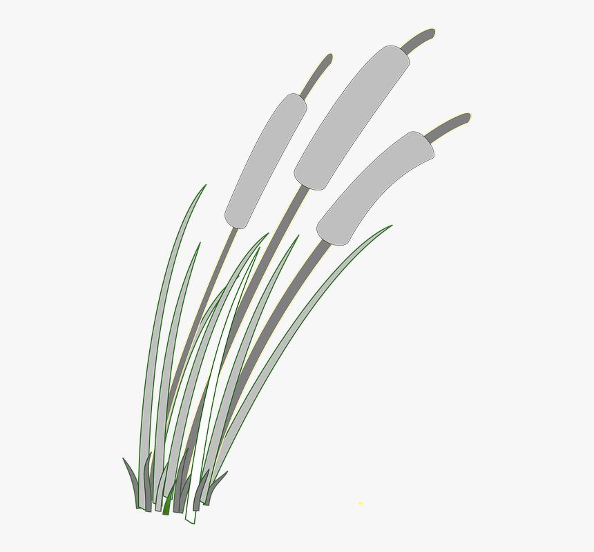 Reed, Grass, Weed, Gray, Grey, Wind - Reeds Clipart Png, Transparent Png, Free Download