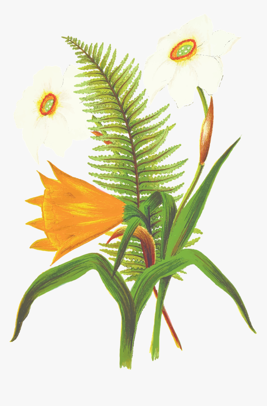 Fern Flower Drawing, HD Png Download, Free Download