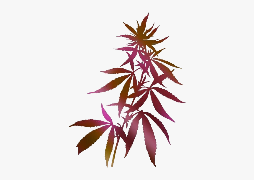 Transparent Fern Clipart, Fern Png Image - Cannabis Plant, Png Download, Free Download