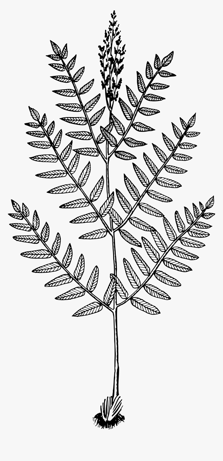 Free Fern Drawing Png, Transparent Png, Free Download
