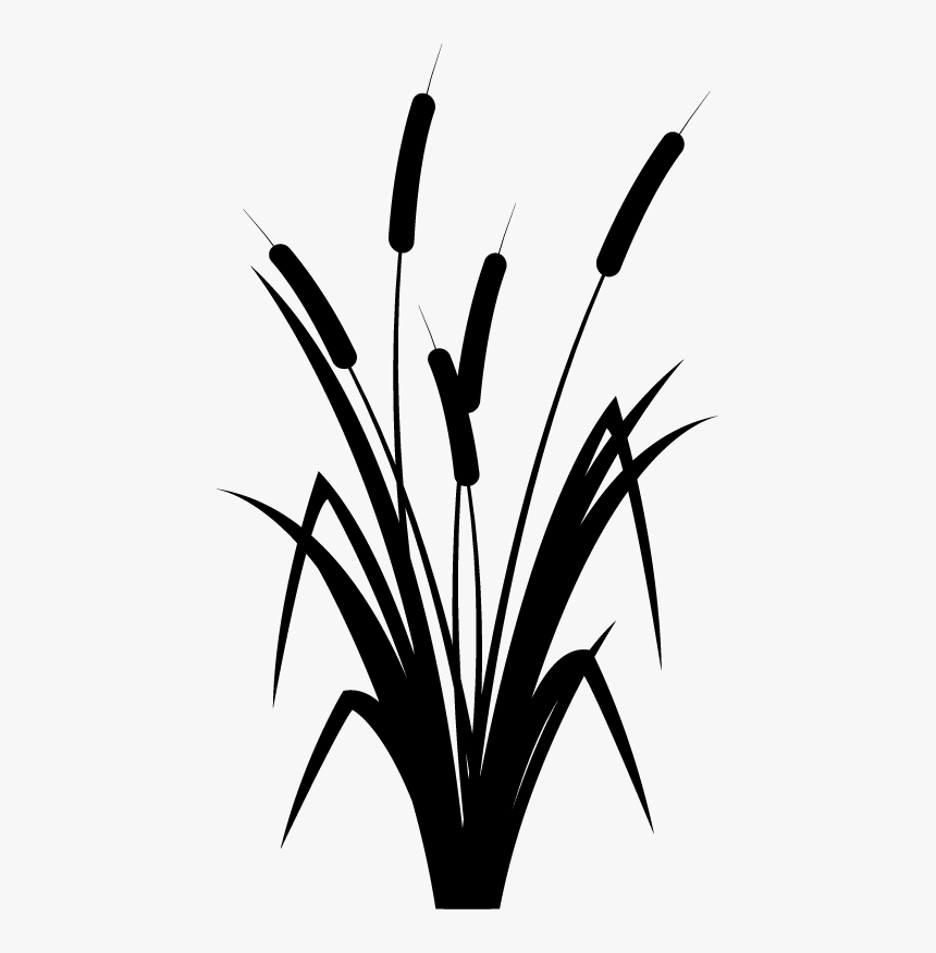 Reed Black And White - Black And White Reed Plant, HD Png Download, Free Download