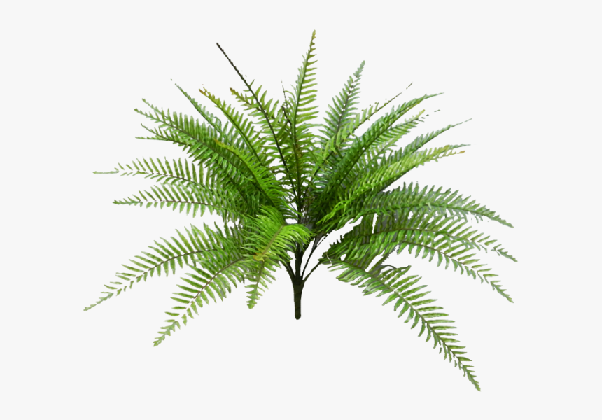 Tropical Fern Png Svg Black And White Download - Palm Trees, Transparent Png, Free Download