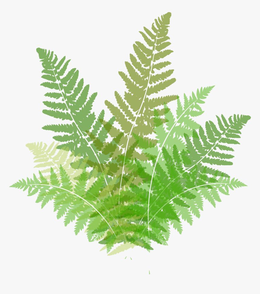 Transparent Fern Clipart - Ferns Clipart, HD Png Download, Free Download