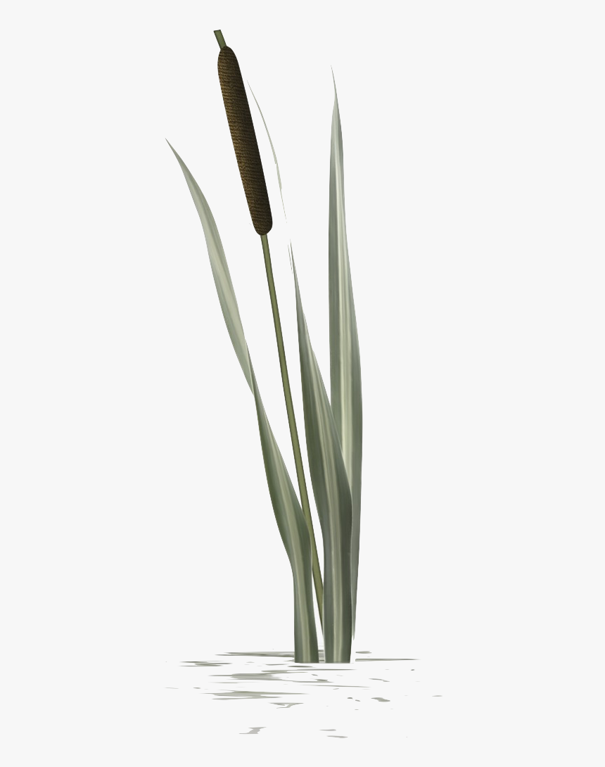 Transparent Reed Grass Png - Agave, Png Download, Free Download