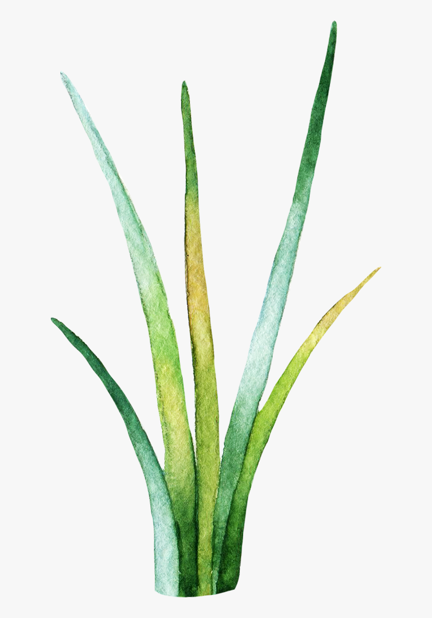 Sweet Grass, HD Png Download, Free Download