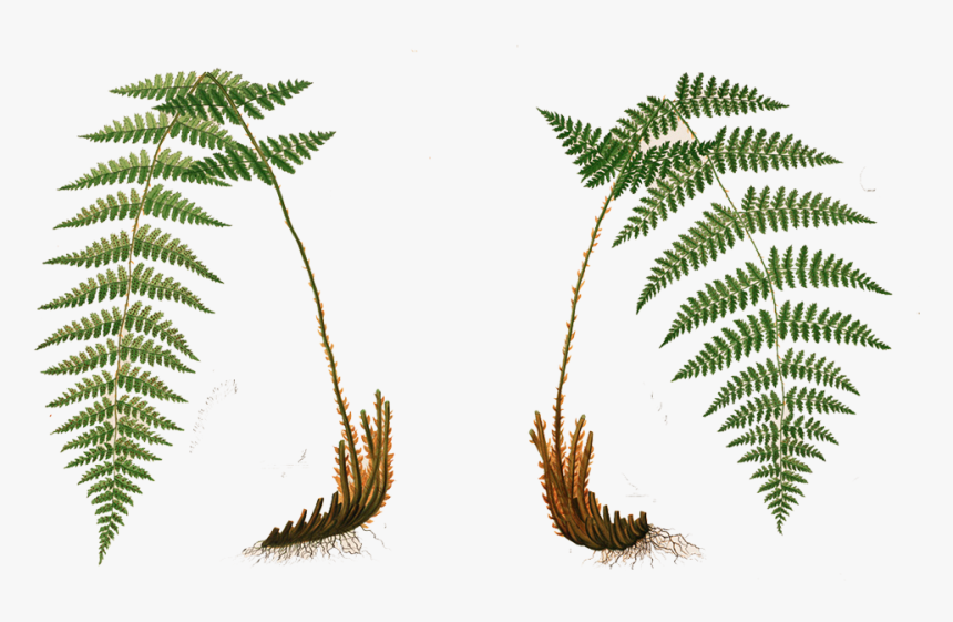 Plant,terrestrial Plant,vascular Plant,ferns And Horsetails,tree,ostrich - Flora Y Fauna Png, Transparent Png, Free Download