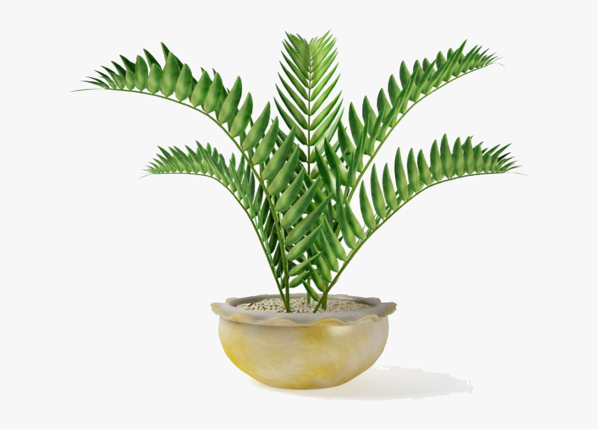 Fern Png , Png Download, Transparent Png, Free Download