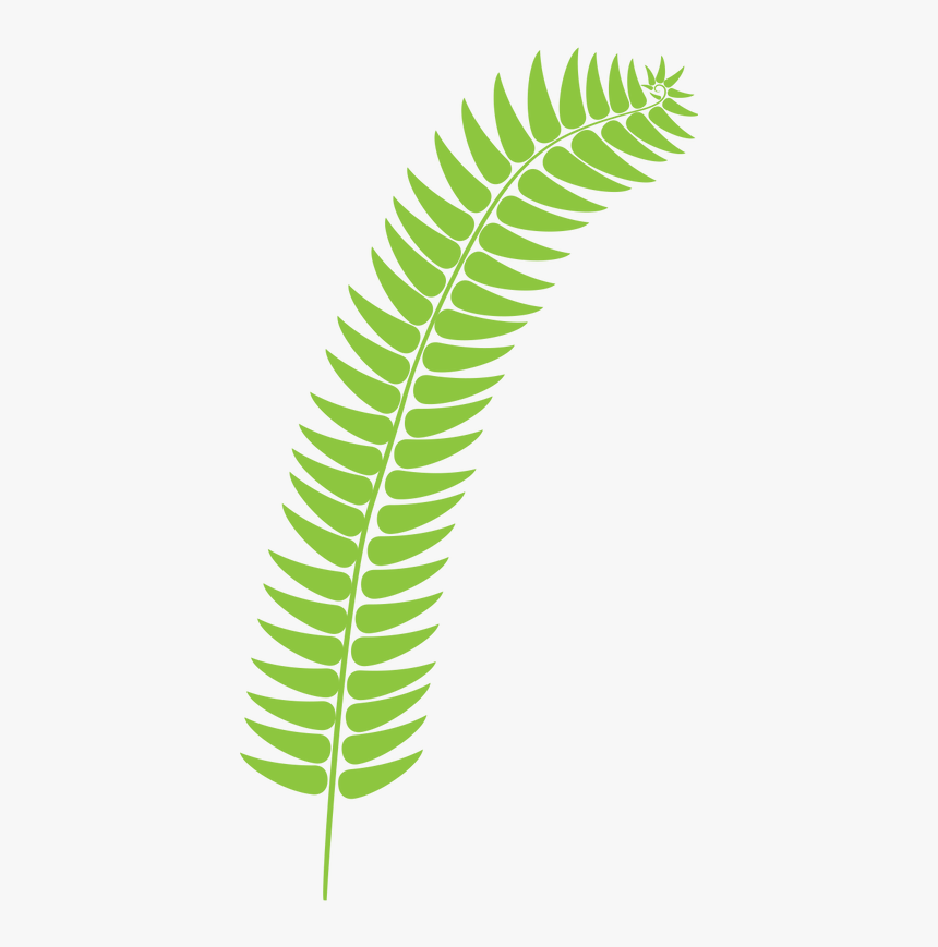 Fern Light Green - Fern, HD Png Download, Free Download