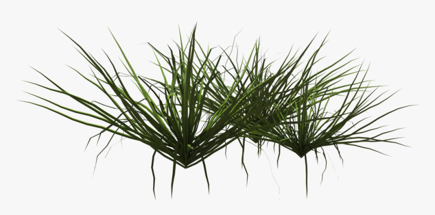 Grass Plant Png - Grass Shrub Png, Transparent Png, Free Download