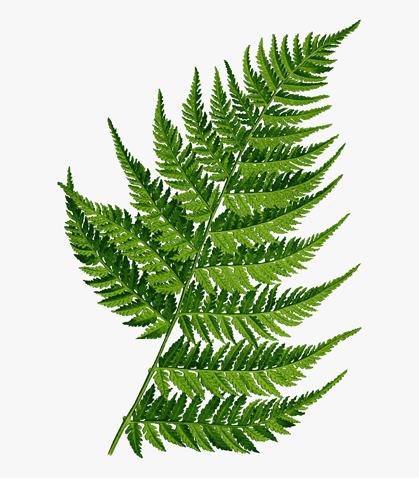 Fern, HD Png Download, Free Download