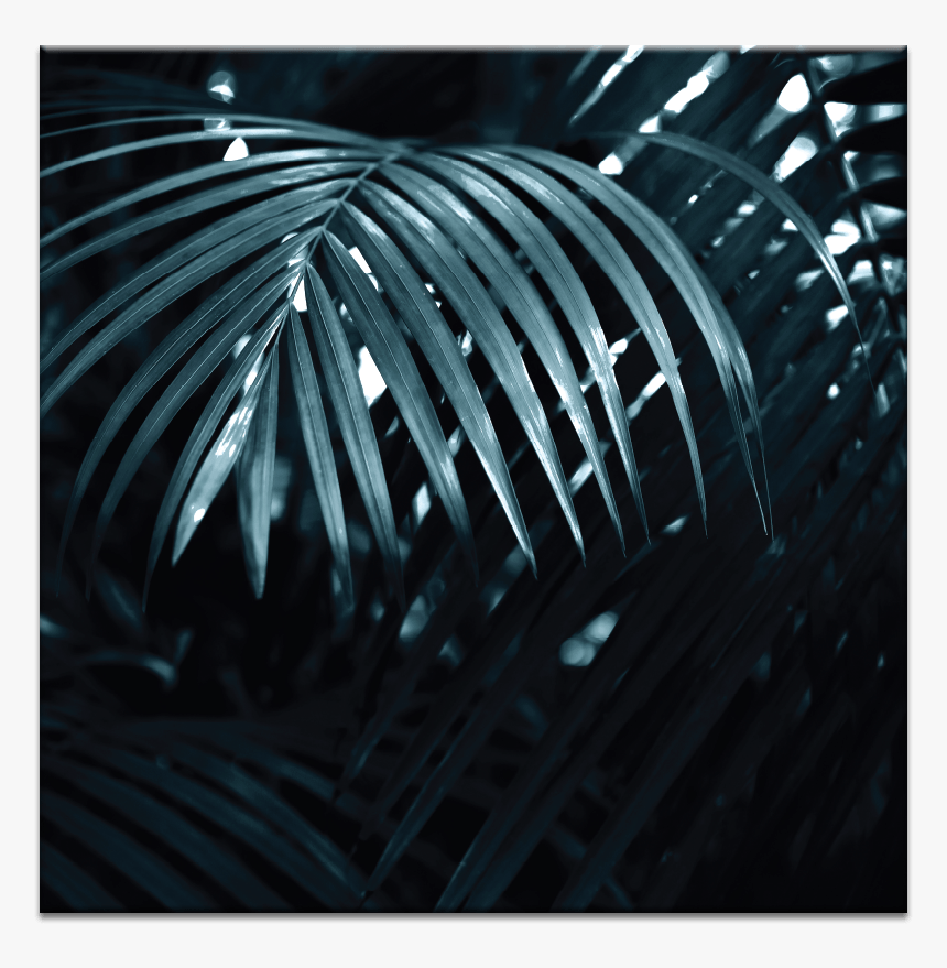 Silver Fern - H3rosmoke, HD Png Download, Free Download