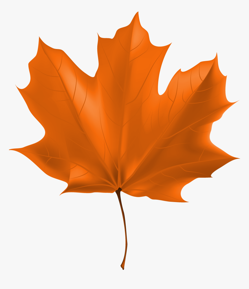 Beautiful Autumn Leaf Png - High Resolution Maple Leaf Real, Transparent Png, Free Download