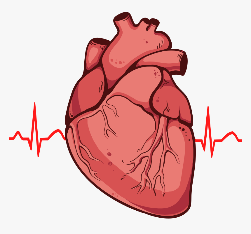 Real Heart Png - Real Heart Drawing Easy, Transparent Png, Free Download