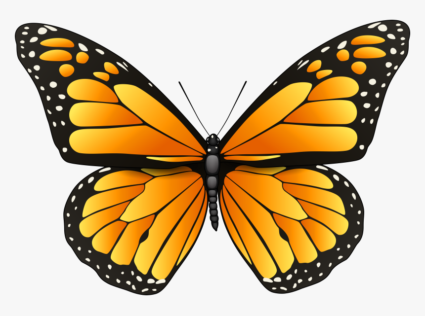 Orange Butterfly Png Clip Art - Butterfly Black And White Png, Transparent Png, Free Download