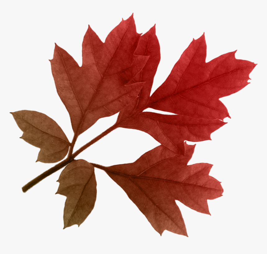 Autumn Png Image Purepng, Transparent Png, Free Download