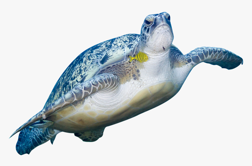 Transparent Sea Turtle, HD Png Download, Free Download