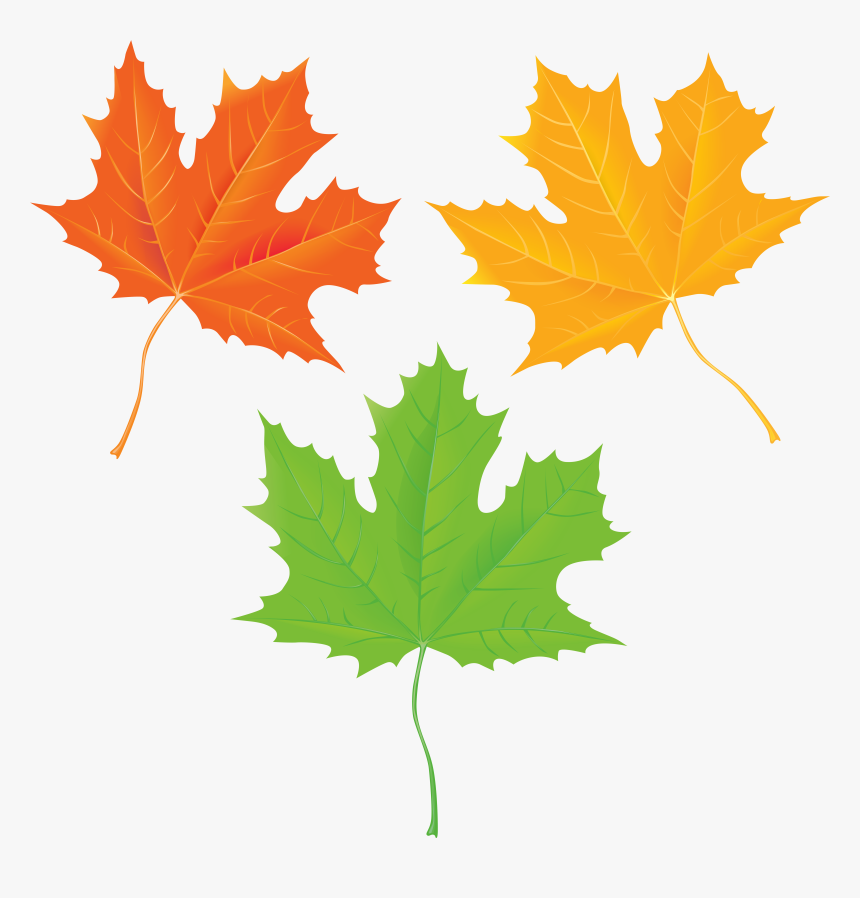 Transparent Fall Tree Clipart Png, Png Download, Free Download