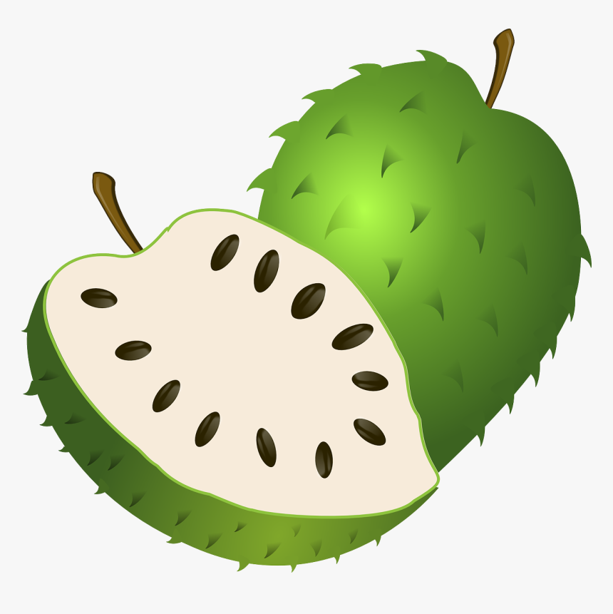 Guanabana Vector, HD Png Download, Free Download