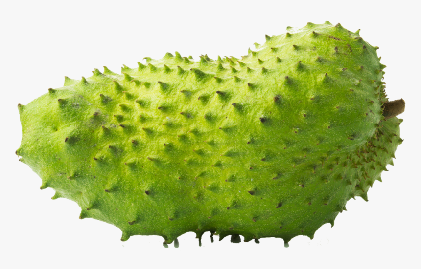 Soursop Fruits Png, Transparent Png, Free Download