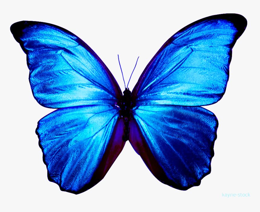 Blue Butterfly Clipart , Png Download - Transparent Background Blue Butterfly Png, Png Download, Free Download