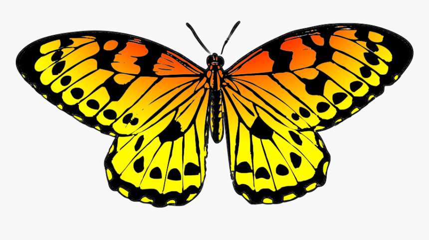 Black And Orange Drawing Of Butterfly - Yellow And Blue Butterflies, HD Png Download, Free Download