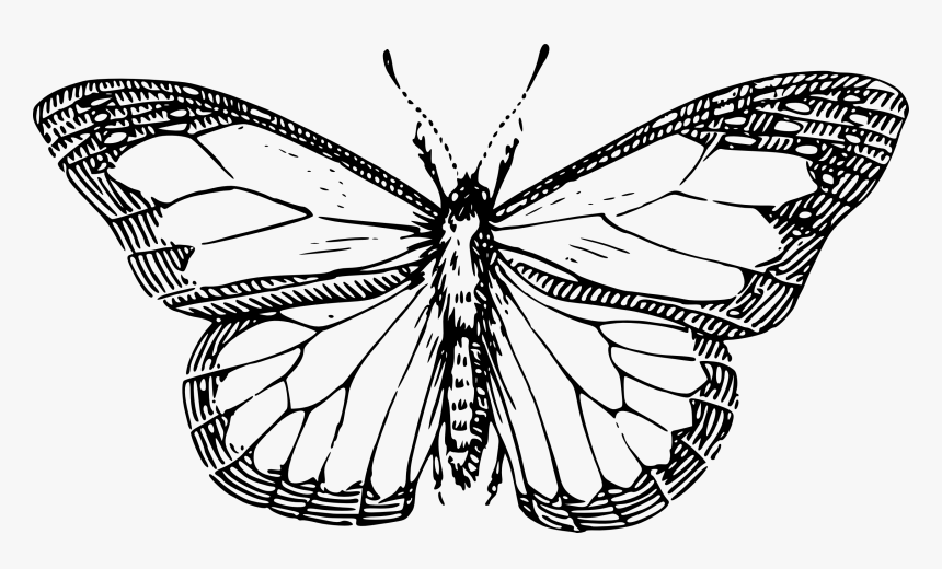 Butterfly Black And White Butterfly Clipart Png - Black And White Png, Transparent Png, Free Download