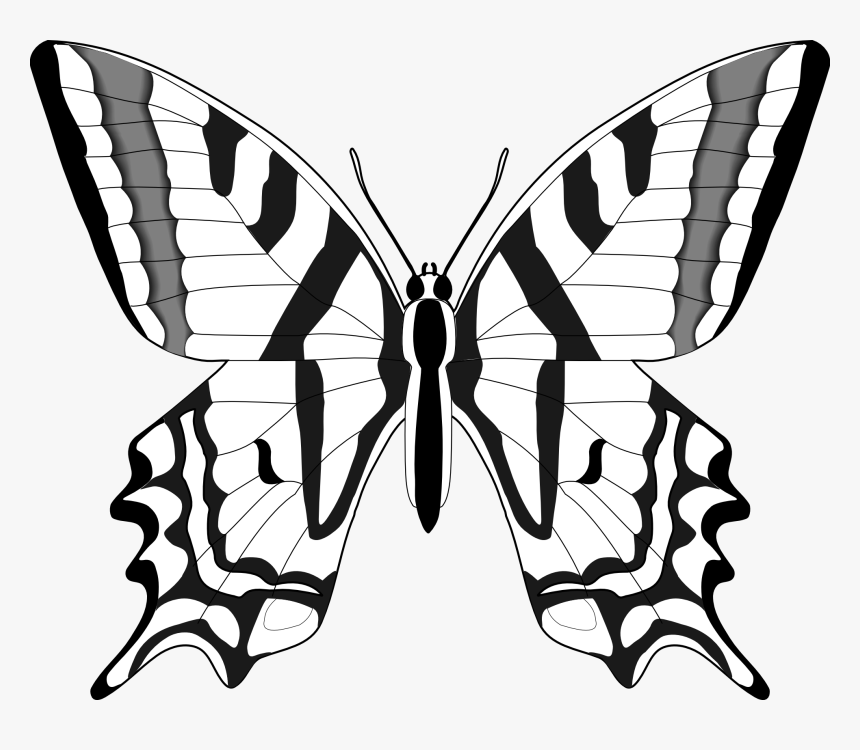 Butterfly Clip Art Line Drawing - Clipart Butterfly Images Black And White, HD Png Download, Free Download