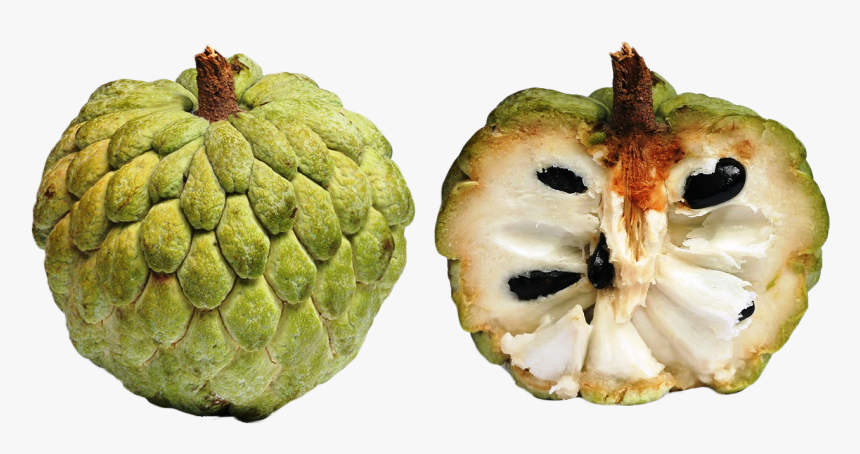 Exotic Fruits Types You - Sugar Apple, HD Png Download, Free Download