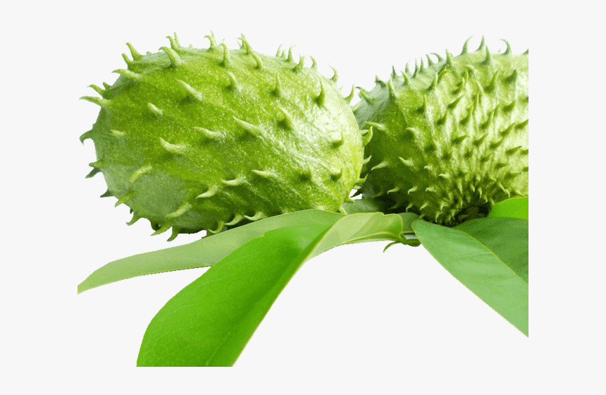 Soursop Tea, HD Png Download, Free Download