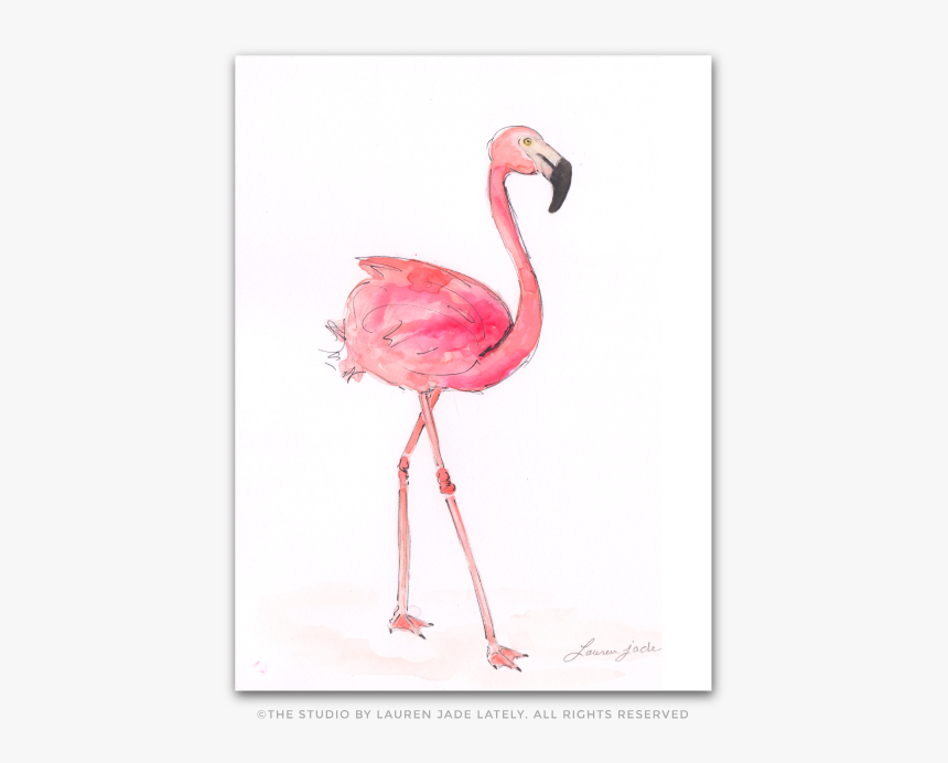 Greater Flamingo, HD Png Download, Free Download