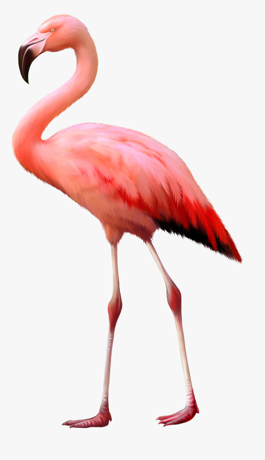 Transparent Flamingo Png - Flamingo Ostrich, Png Download, Free Download