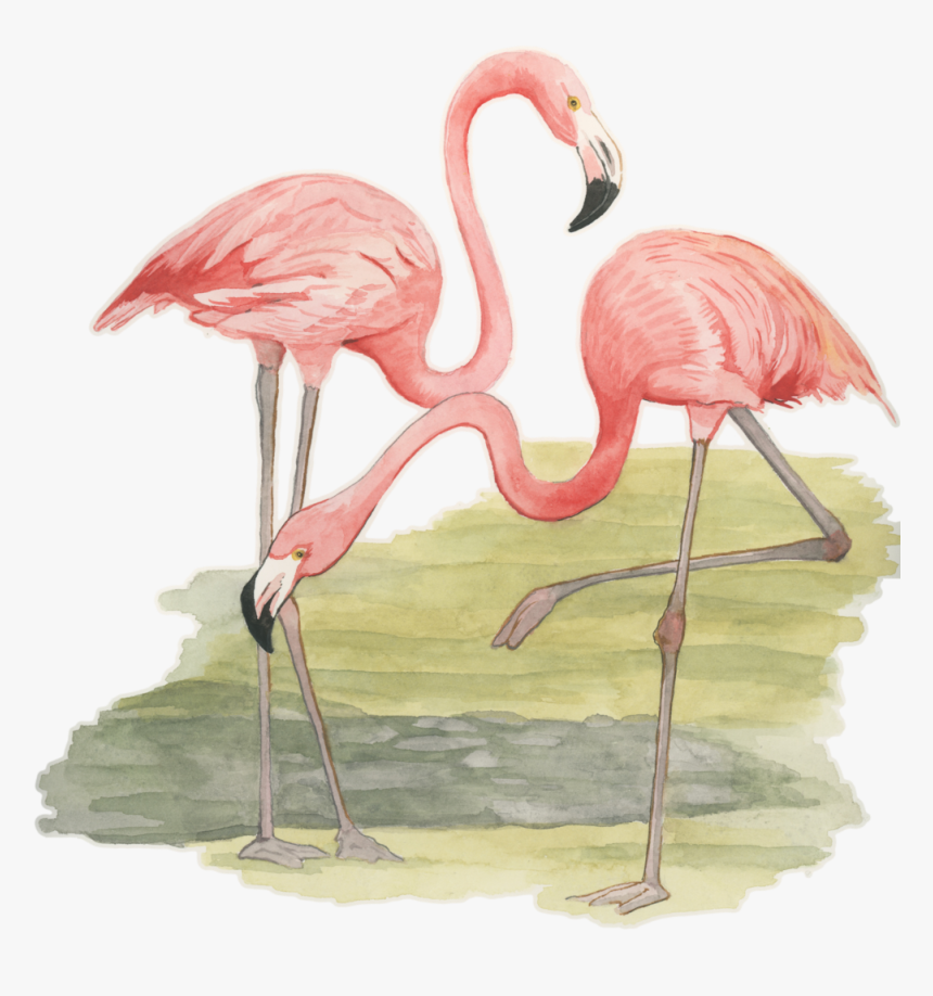 Kristin Lucas - Greater Flamingo, HD Png Download, Free Download