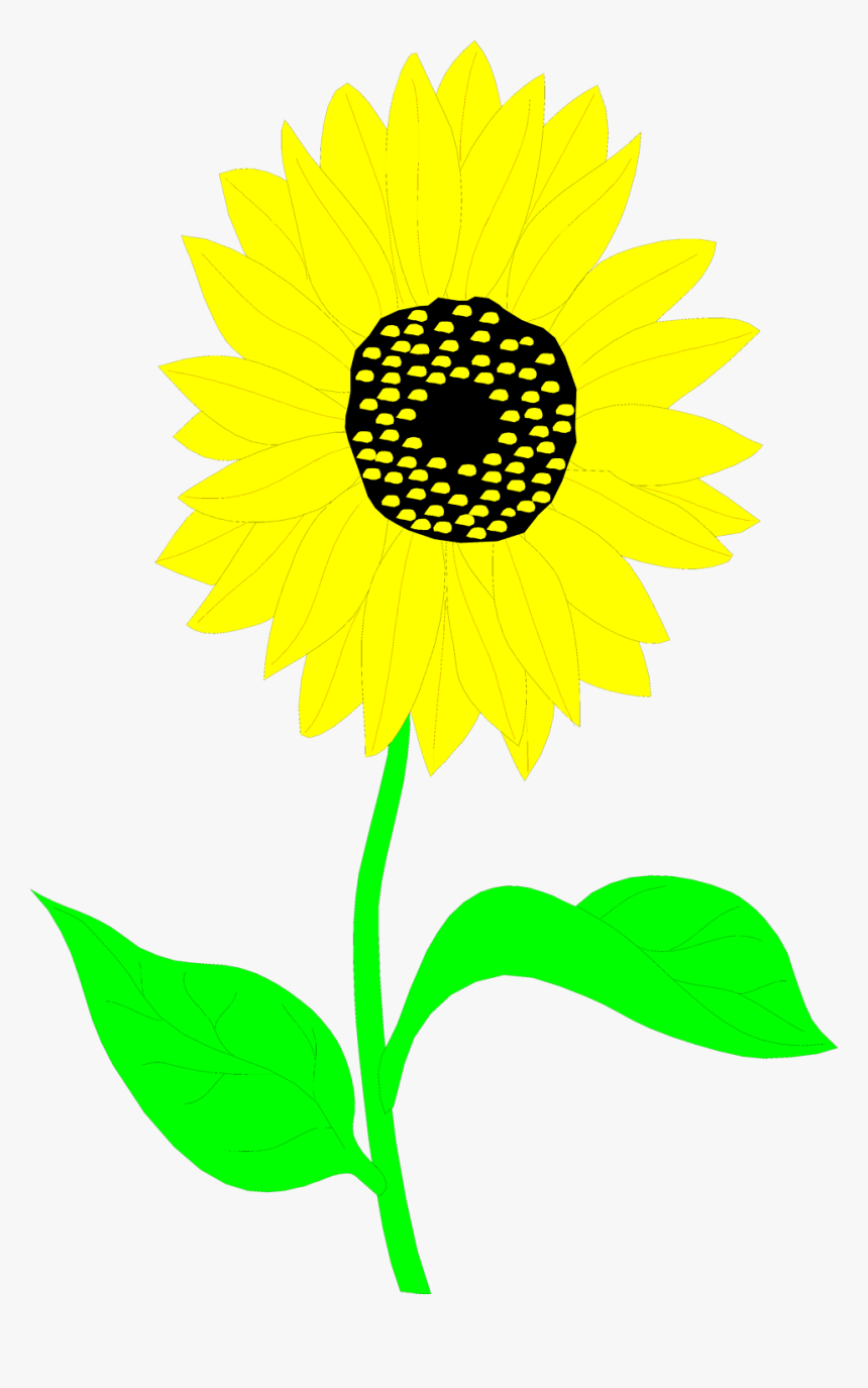 Common Sunflower Drawing Clip Art - Clip Art, HD Png Download, Free Download