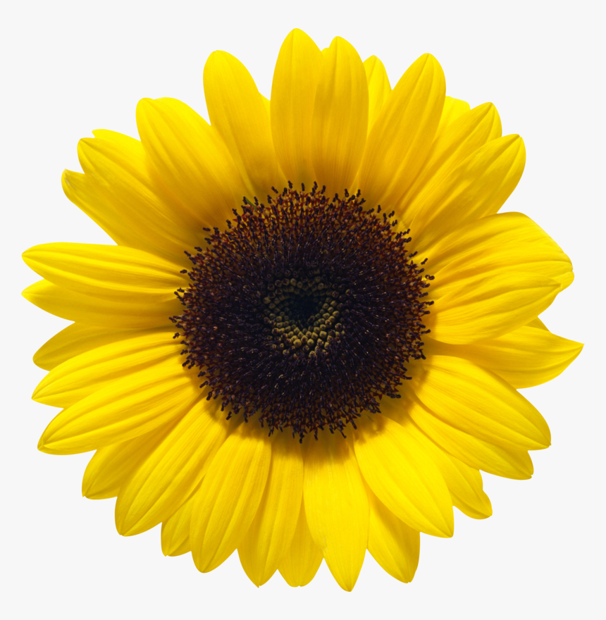 Sunflower Png, Transparent Png, Free Download