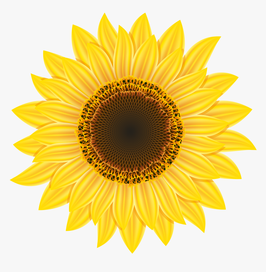 Sunflower Png Clipart - Hi Res Flower Png, Transparent Png, Free Download