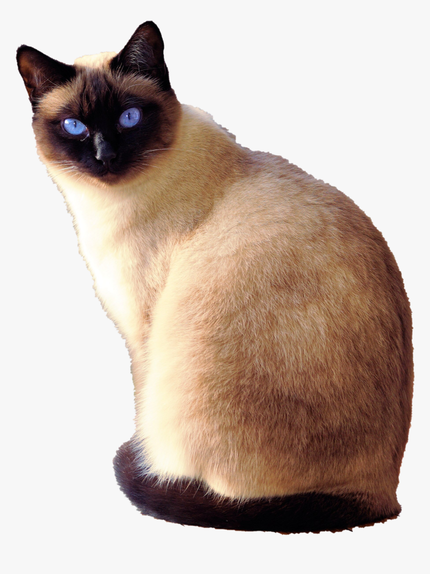 Siamese, HD Png Download, Free Download
