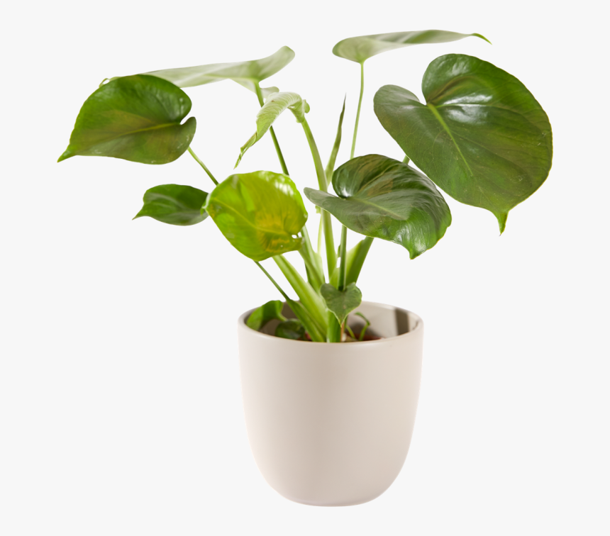 Groene Plant, HD Png Download, Free Download