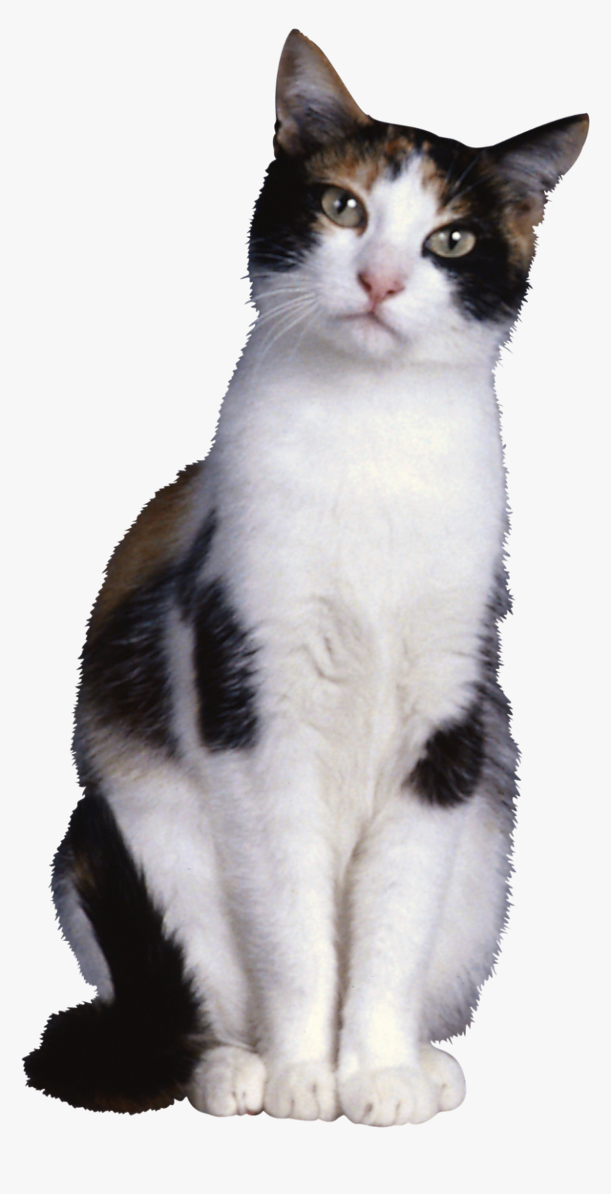 50422 - Transparent Transparent Background Cat Png, Png Download, Free Download