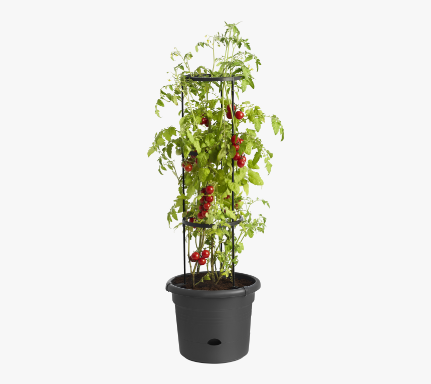 Elho Tomato Pot, HD Png Download, Free Download