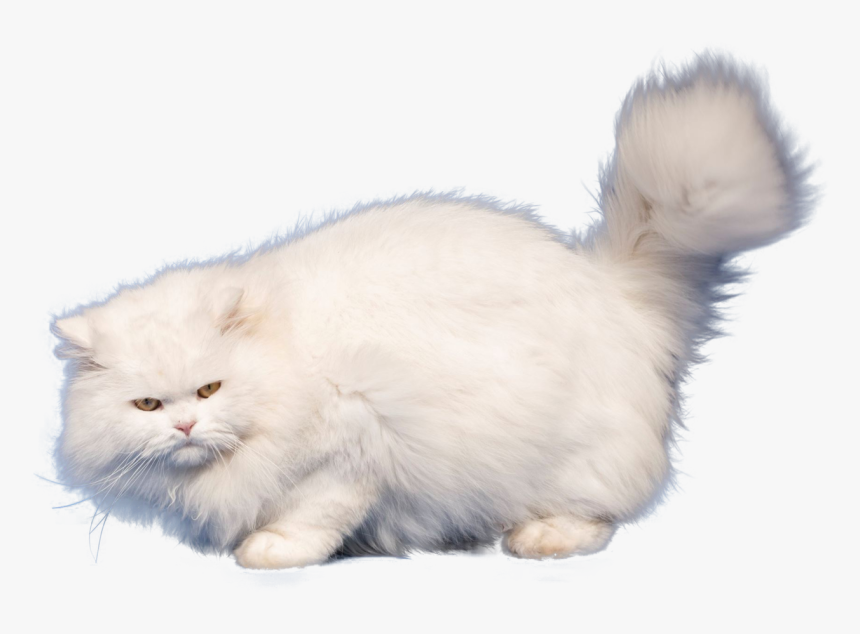 Clip Art Grooming Doll Face Cats - Transparent Background White Cat Png, Png Download, Free Download