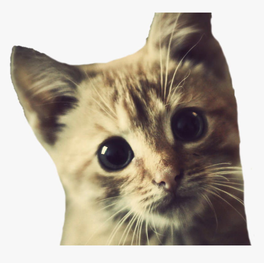 Cat, HD Png Download, Free Download