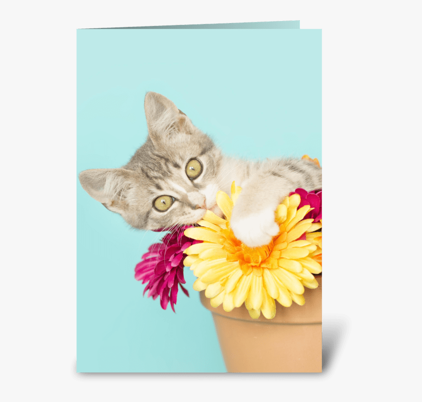 Silly Kitten In Flower Pot Greeting Card - Tabby Cat, HD Png Download, Free Download